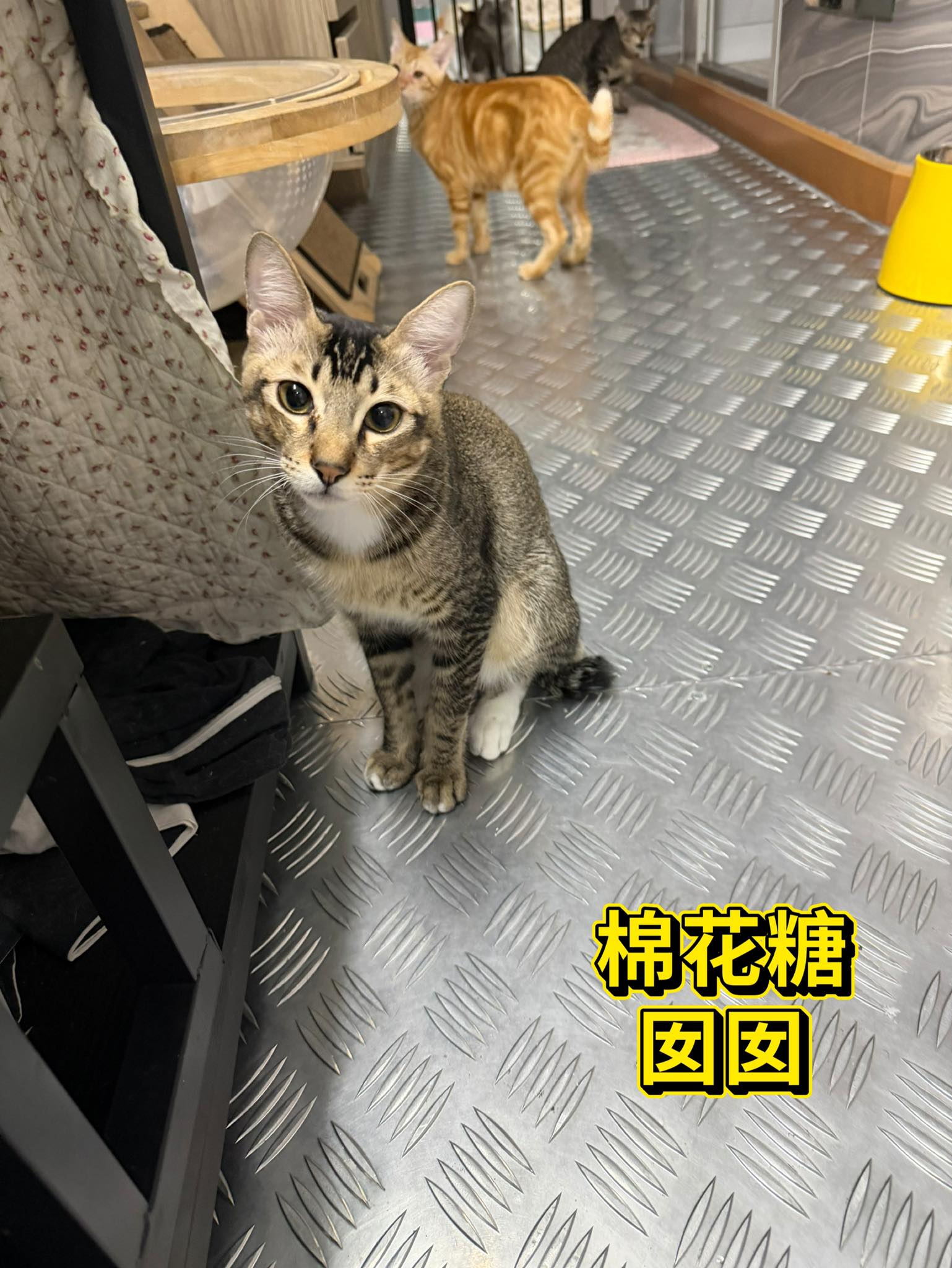 棉花糖
